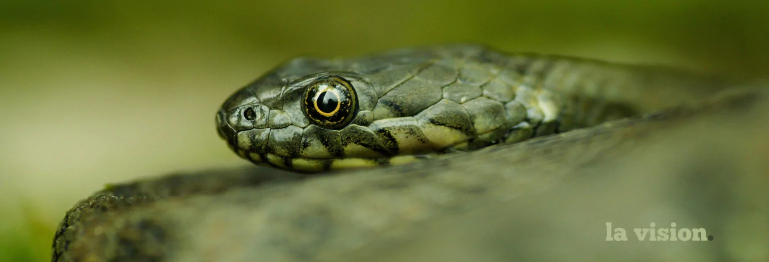 Nagini